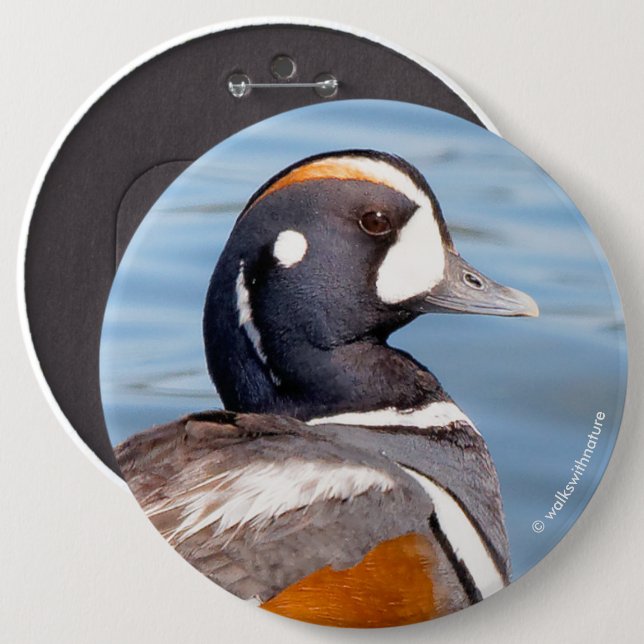 Beautiful Harlequin Duck on the Rock Button (Front & Back)