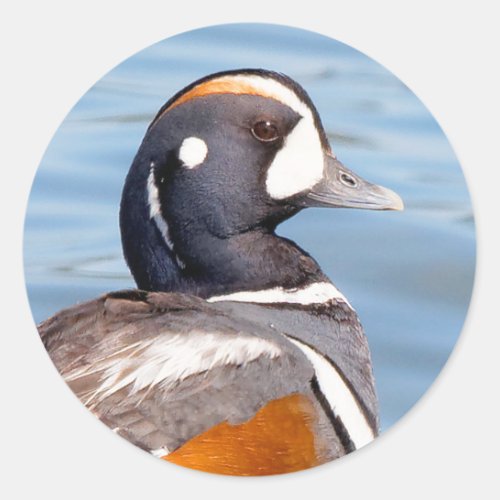 Beautiful Harlequin Duck on the Rock Classic Round Sticker