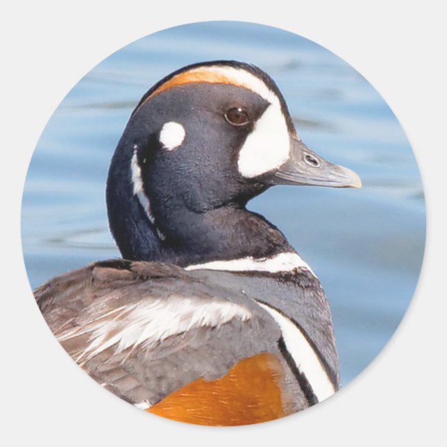 Beautiful Harlequin Duck on the Rock Classic Round Sticker (Front)