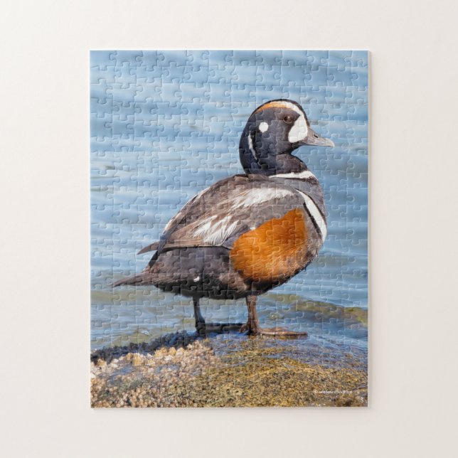 Beautiful Harlequin Duck on the Rock Jigsaw Puzzle (Vertical)