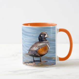 Beautiful Harlequin Duck on the Rock