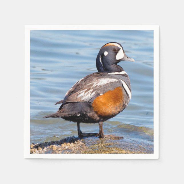 Beautiful Harlequin Duck on the Rock Napkins (Front)