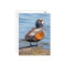 Beautiful Harlequin Duck on the Rock