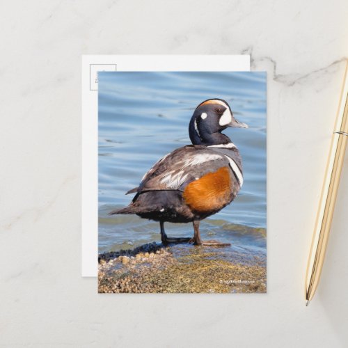 Beautiful Harlequin Duck on the Rock Postcard