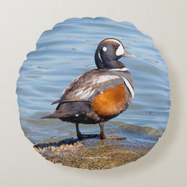 Beautiful Harlequin Duck on the Rock Round Pillow (Front)