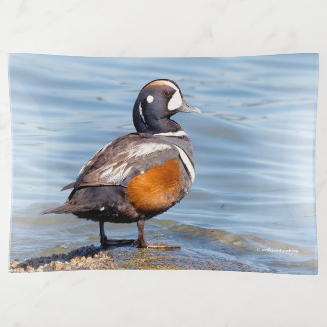 Beautiful Harlequin Duck on the Rock Trinket Tray (Front)
