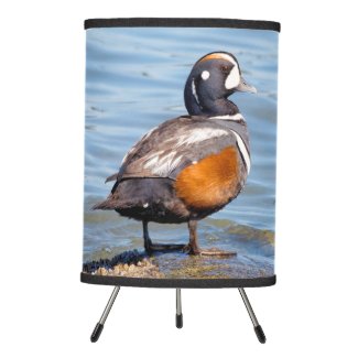 Beautiful Harlequin Duck on the Rock