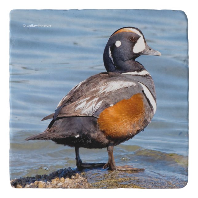 Beautiful Harlequin Duck on the Rock Trivet (Front)