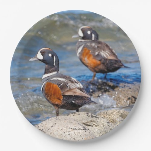 Beautiful Harlequin Ducks on the Rocks Paper Plates
