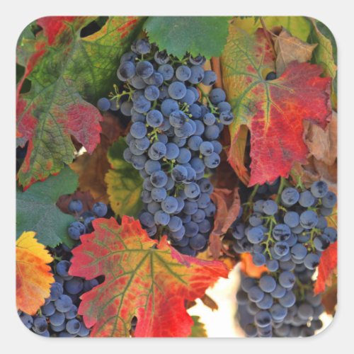 Beautiful Harvest Wine Grape Stickers