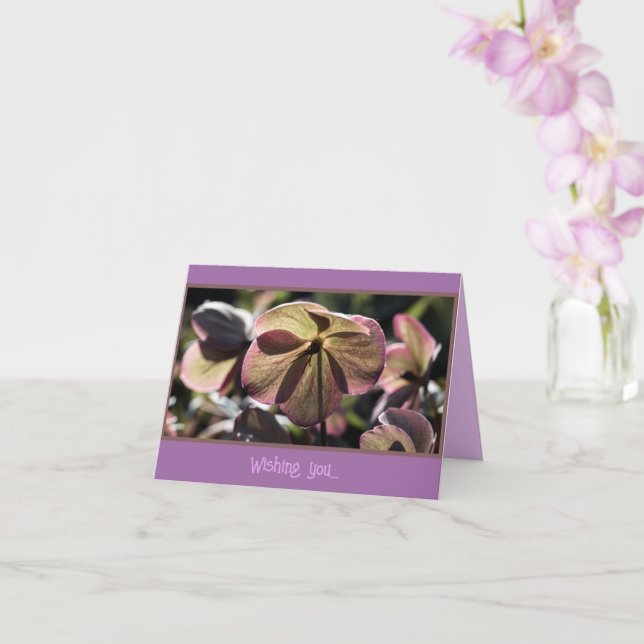 Beautiful Hellbore Flower Birthday Card (Orchid)