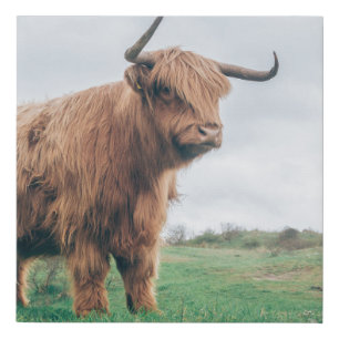 BEAUTIFUL HIGHLAND CATTLE FAUX CANVAS PRINT