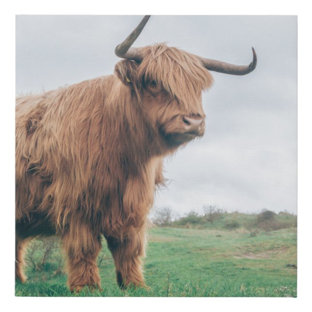 BEAUTIFUL HIGHLAND CATTLE FAUX CANVAS PRINT (Front)