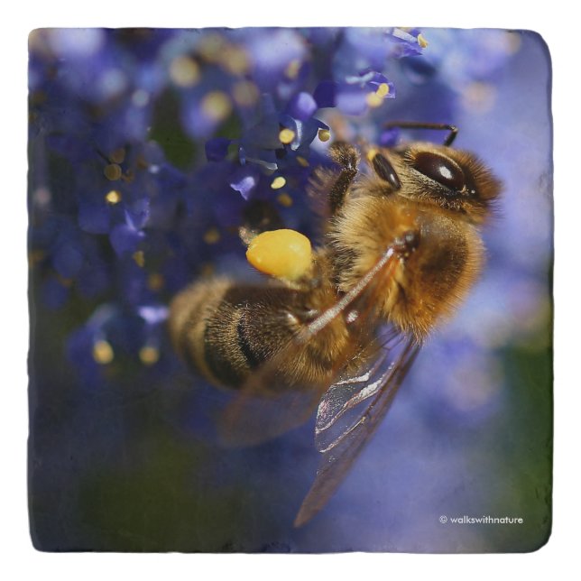 Beautiful Honeybee on the California Lilac Trivet (Front)