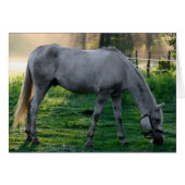 Beautiful Horse Amazing Graze (Front Horizontal)
