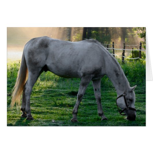 Beautiful Horse Amazing Graze (Front Horizontal)