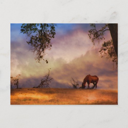 Beautiful Horse and Oak Tree with Clouds Postcard