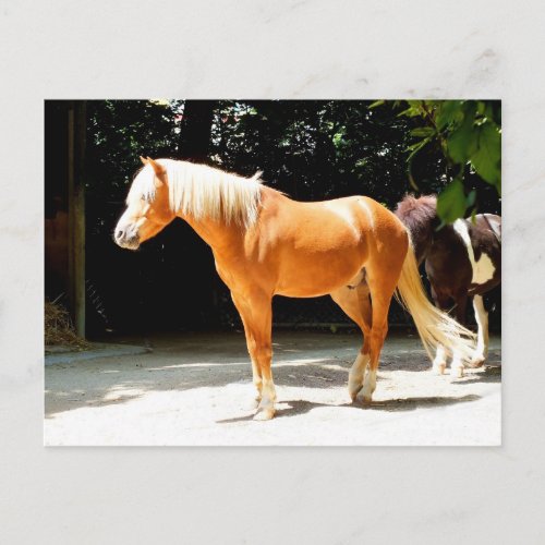 Beautiful horse animal postcard