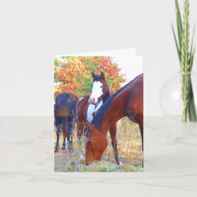 Beautiful Horse Birthday Cards (Front)