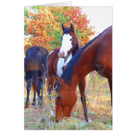 Beautiful Horse Birthday Cards