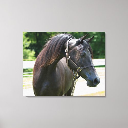 Beautiful Horse Canvas