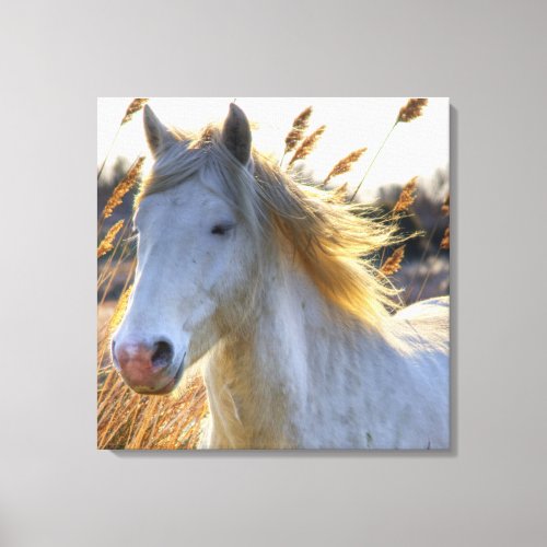 Beautiful Horse Canvas Print