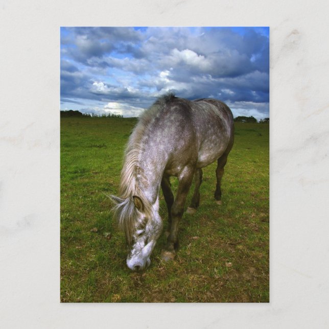 Beautiful horse close up postcard (Front)