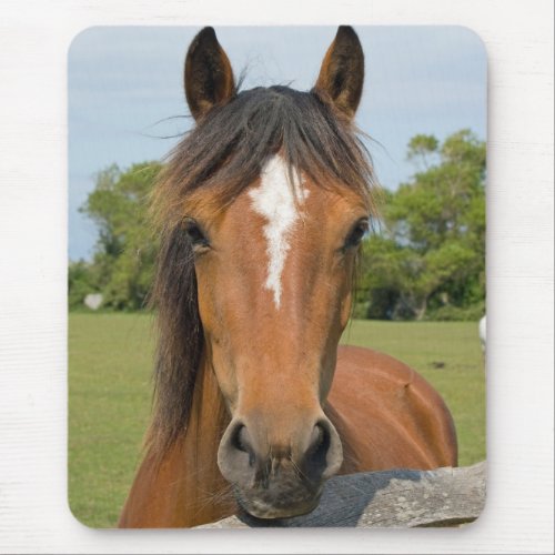 Beautiful horse head chestnut photo mousepad