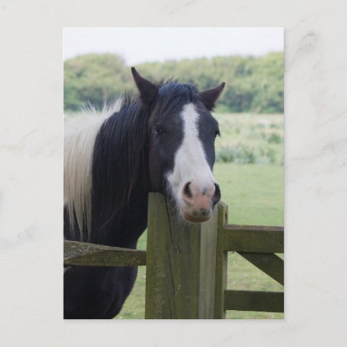 Beautiful Horse head close_up postcard