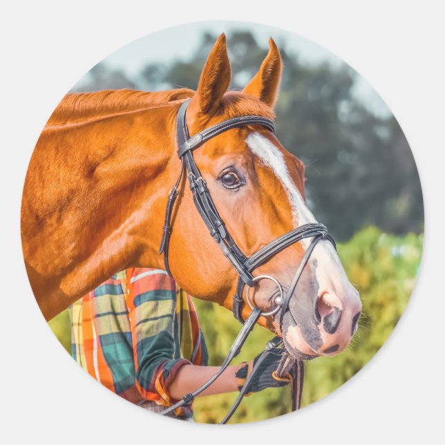 Beautiful Horse Head Photo Closeup Classic Round Sticker (Front)