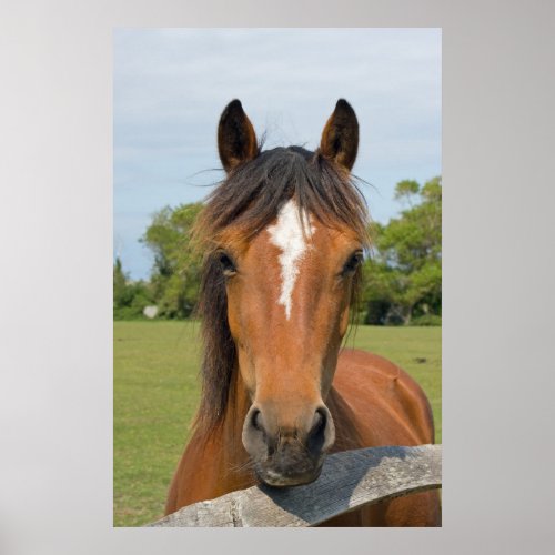 Beautiful horse head photo poster print gift poster