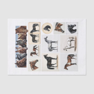 Beautiful Horse Illustrations and Ephemera Tissue Paper