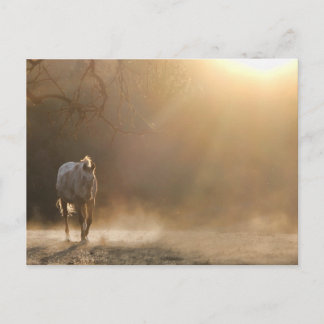 Beautiful Horse in Sunlight Gifts Postcard