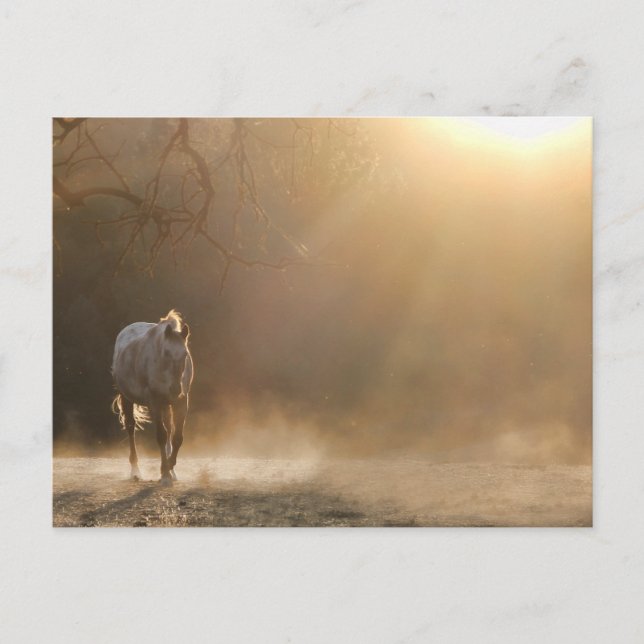 Beautiful Horse in Sunlight Gifts Postcard (Front)