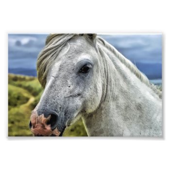 Beautiful Horse Photo Print by Argos_Photography at Zazzle