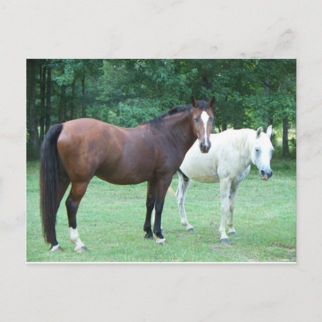 Beautiful Horse Postcard (Front)