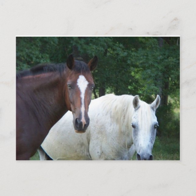Beautiful Horse Postcard (Front)
