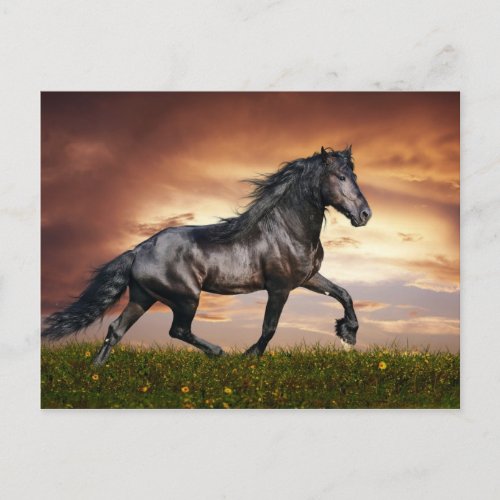 Beautiful Horse Postcard