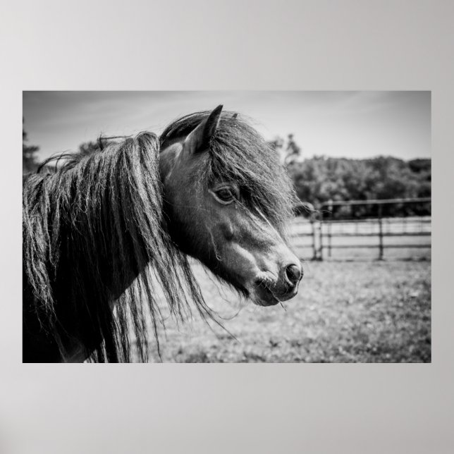 BEAUTIFUL HORSE POSTER (Front)