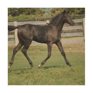 Beautiful Horse running through the field Wood Wall Art