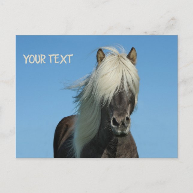 Beautiful horse under the blue sky postcard (Front)
