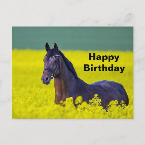 Beautiful Horse Yellow Flowers Photo Birthday Postcard