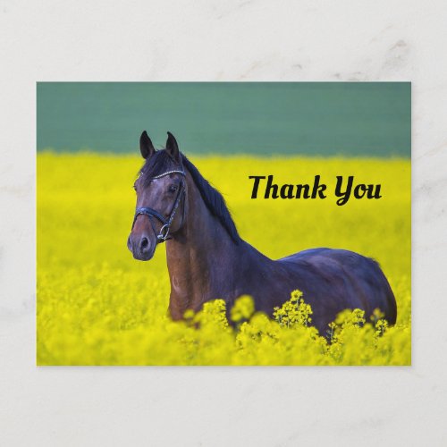 Beautiful Horse Yellow Flowers Photo Thank You Postcard