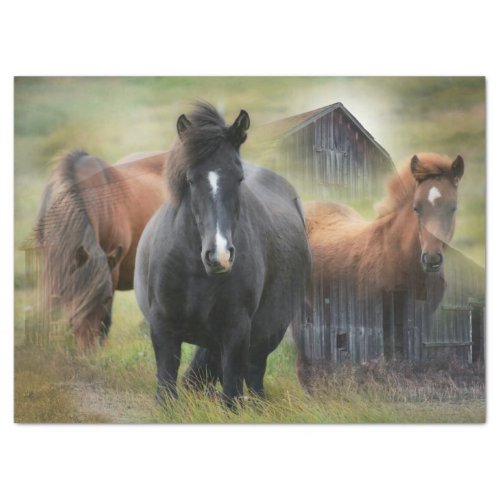 Beautiful Horses and Rustic Barn Tissue Paper