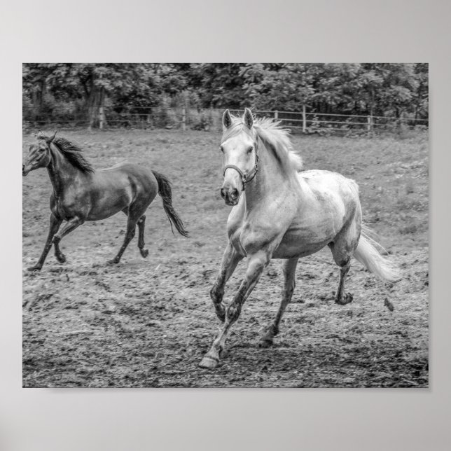 Beautiful Horses B&W Poster (Front)