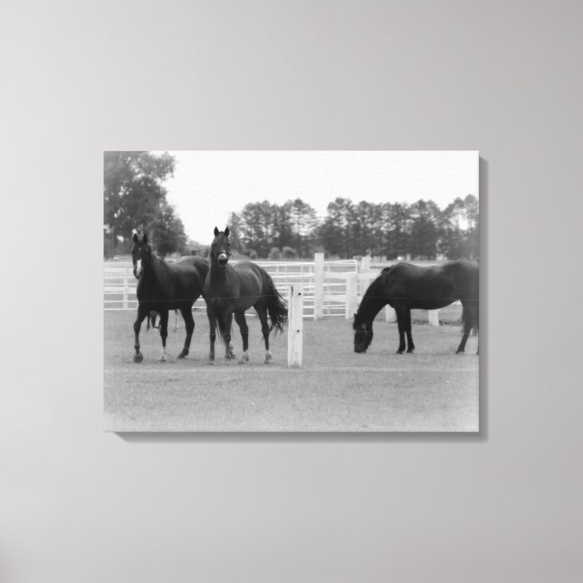 Beautiful Horses/Canvas Wrap/Black & White Canvas Print (Front)