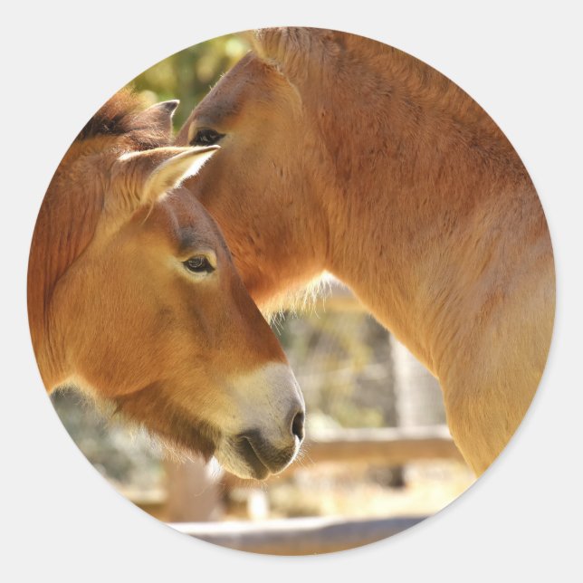Beautiful Horses Classic Round Sticker (Front)