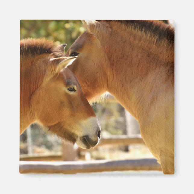 Beautiful Horses Magnet (Front)