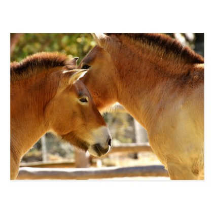 Beautiful Horses Postcard