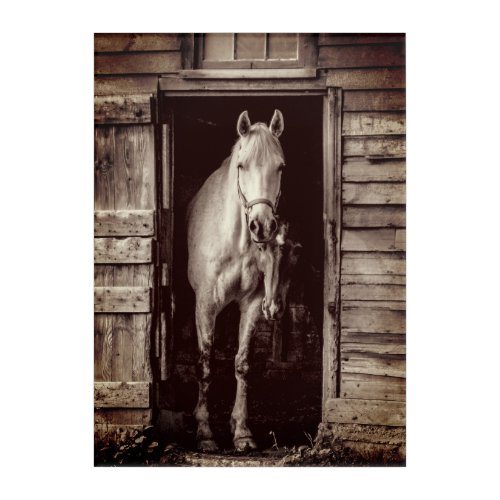 Beautiful Horses  Rustic Barn Brown Acrylic Print
